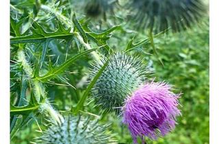 Immobilie kaufen in 94089 Neureichenau, Wohn- und/oder Gewerbegrundstück in Neureichenau/Bayerischer Wald