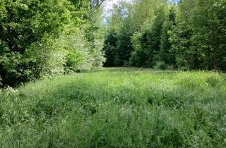 Grundstück zu kaufen in 85114 Buxheim, Idyllisches Forstgrundstück in naturnaher Lage bei Buxheim