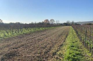 Grundstück zu kaufen in 55276 Oppenheim, Weinbergsfläche in Oppenheim – gut erreichbar und vielseitig nutzbar