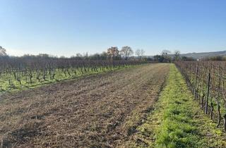 Grundstück zu kaufen in 55276 Oppenheim, Weinbergsfläche in Oppenheim – gut erreichbar und vielseitig nutzbar