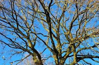 Haus kaufen in 26553 Dornum, Dornum - Haus kaufen