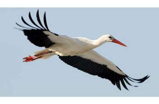 Wohnung mieten in Strasse Am Uckersee 13, 17291 Nordwestuckermark, W12: Storch & Seeblick / Erdwärme & PV & Solarthermie