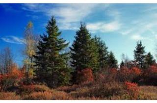 Gewerbeimmobilie kaufen in 87746 Erkheim, Waldgrundstück bei 87746 Erkheim