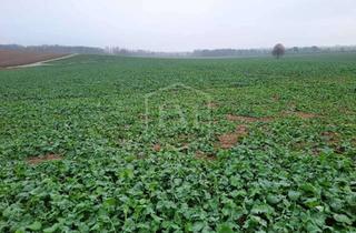 Immobilie kaufen in 53909 Zülpich, Ackerlandparzelle in Zülpich