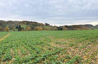 Immobilie kaufen in 59602 Rüthen, Verkauf einer Ackerfläche zwischen Rüthen und Altenrüthen!im Raum Rüthen!
