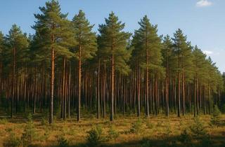 Gewerbeimmobilie kaufen in 03253 Doberlug-Kirchhain, Waldfläche in 03253 Doberlug-Kirchhain, Gemarkung Nexdorf