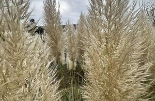 Doppelhaushälfte kaufen in 42279 Wuppertal, Charmante Doppelhaushälfte mit großem Garten & Anbau von 1963 – ideal für junge Familien