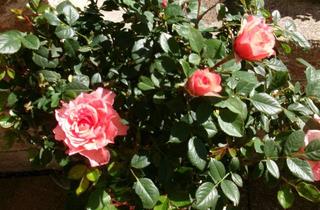 Einfamilienhaus kaufen in 82405 Wessobrunn, Einfamilienhaus zur Kapitalanlage mit Nießbrauch zu verkaufen