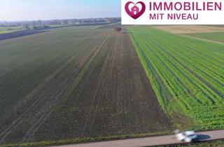 Gewerbeimmobilie kaufen in 89415 Lauingen, 1,13 ha Ackerland in Lauingen, 1a Lage, 1a Erträge, 1a Investment, zeitnah verfügbar!