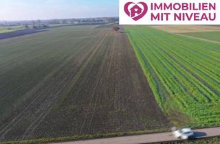 Gewerbeimmobilie kaufen in 89415 Lauingen, 1,13 ha Ackerland in Lauingen, 1a Lage, 1a Erträge, 1a Investment, zeitnah verfügbar!