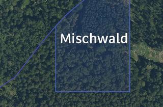Grundstück zu kaufen in 14621 Schönwalde-Glien, Unerschlossenes Waldgrundstück in Havelland – 2,58 ha Mischwald – Privatverkauf