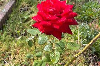 Haus kaufen in 31628 Landesbergen, Landesbergen - 2-Fam-Wohnhaus, 220 qm WF, teilvermietet