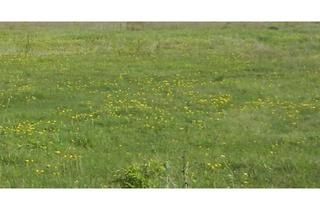 Grundstück zu kaufen in 63654 Büdingen, Baugrundstück voll erschlossen für EFH / MFH oder mehr in zentraler Lage von Büdingen Stadt