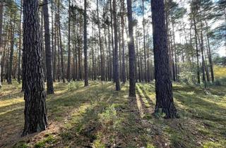 Gewerbeimmobilie kaufen in 03205 Calau, Forstfläche im LKR OSL Raum Calau