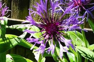 Haus mieten in 88239 Wangen, SCHÖNES HAUS FÜR MITARBEITERUNTERBRINGUNG, 5 Schlafzi, 3 Bäder, 4 WC