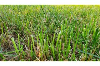 Grundstück zu kaufen in 94535 Eging am See, 1.230 m2 - Freizeitgrundstück in Eging am See - Grundstück, Wiese