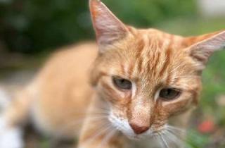 Einfamilienhaus kaufen in 16727 Oberkrämer, +NEUWERTIGES EINFAMILIENHAUS MIT VIELEN EXTRAS in Marwitz+
