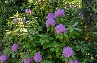 Haus mieten in 21680 Stade, 2 2/2 Zimmer Reihenendhaus in grüner Umgebung, voll möbliert