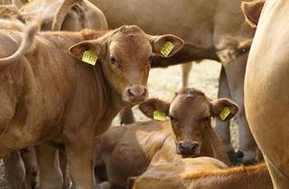 Immobilie kaufen in Der Betrieb Liegt Ca. 50 Km um, 07545 Gera, 63421 Metzgerei, Umsatz 2023 ca.3Mio.€, Betriebs-Ergebnis ca.270.000€ (ergebnisrelevant korrigiert)