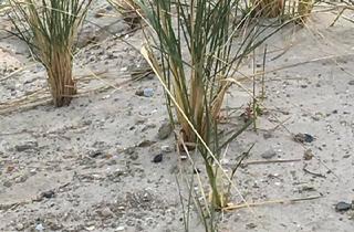 Wohnung kaufen in 24235 Laboe, Laboe - Neubauähnliche 2 Zimmer ETW in Top Lage von Laboe