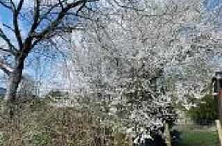 Grundstück zu kaufen in 25548 Kellinghusen, Kellinghusen - BAUEN UND WOHNEN IM NEUBAUGEBIET