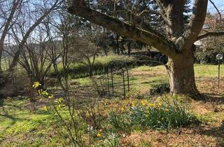 Haus kaufen in 55232 Alzey, Freistehendes Haus plus ein großes Grundstück in Framersheim