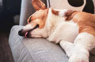 Haus mieten in 32832 Augustdorf, Ohne Eigenkapital möglich. Mietkaufimmobilie abzugeben.