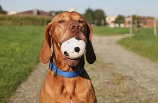 Haus mieten in 58135 Haspe, Preiswerte Mietkaufimmobilie abzugeben. Ohne Eigenkapital möglich.