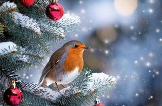 Grundstück zu kaufen in 49545 Tecklenburg, Damit es kein Traum bleibt-Baugrundstück gesucht