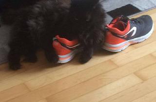 WG-Zimmer mieten in Emdenzeile, 13585 Spandau, 2 Zimmer + Balkon in einer WG mit Katze zu vermieten (3. Etage),