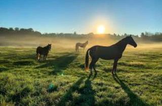 Einfamilienhaus kaufen in 54518 Osann-Monzel, Osann-Monzel - Einfamilienhaus mit Offenstall, Reitplatz und Halle