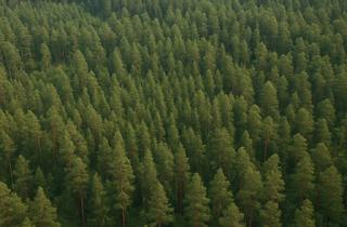 Gewerbeimmobilie kaufen in 15898 Neuzelle, Forstwirtschaftsfläche / Waldgrundstück in Möbiskruge!