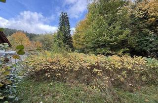 Grundstück zu kaufen in 95485 Warmensteinach, Grundstückspaket in Warmensteinach - verwildertes Bauland u. separate Wiese/Wildwuchs