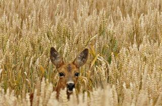 Immobilie kaufen in Der Betrieb Liegt Ca. 50 Km um, 91438 Bad Windsheim, 59466 Metzgerei, UMSATZ ca.3,8 Mio. €, Betriebs-Ergebnis ca.330.000 € (ergebnisrelevant korrigiert)
