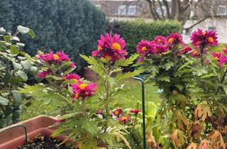 Wohnung kaufen in 53340 Meckenheim, Charmante Eigentumswohnung zum Wohlfühlen