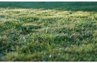 Grundstück zu kaufen in 16356 Werneuchen, ruhiges Baugrundstück in Werneuchen, verwirklichen Sie Ihren Traum vom EFH!