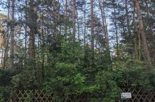 Gewerbeimmobilie kaufen in 14822 Borkwalde, Waldgrundstück, noch kein Baugebiet!!!