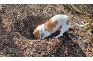 Haus kaufen in 55257 Budenheim, Hier könnte auch Ihr Traumhaus stehen ! Wir von Bien Zenker erstellen Ihren Wohntraum zusammen mit