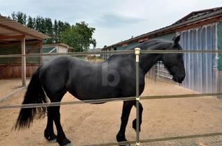 Einfamilienhaus kaufen in 55767 Meckenbach, PFERDERANCH, REITANLAGE, TRAUMHAUS, TOP ZUSTAND