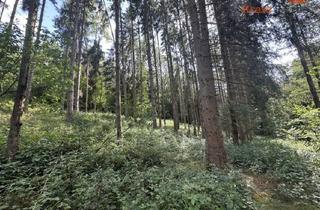 Anlageobjekt in 97791 Obersinn, Waldgrundstücke in Obersinn – 18.175 m² Mischwald zur Brennholznutzung & Investition