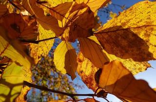 Haus kaufen in 19053 Schwerin, Schwerin - Bungalow mit Eigentumsland