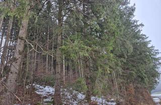 Gewerbeimmobilie kaufen in 86920 Denklingen, Wald mit Fichten-Buchenbestand in der Gemarkung Dienhausen, Gemeinde Denklingen