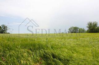 Einfamilienhaus kaufen in 82229 Seefeld, VERKAUF: Gepflegte und grüne Oase in Seefeld