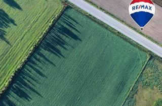 Grundstück zu kaufen in 39179 Barleben, Attraktives Investitionsgrundstück in Barleben-Ebendorf