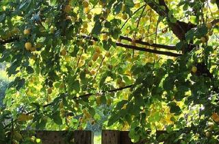 Haus kaufen in 53501 Grafschaft, Grafschaft - Kinder und Tiere willkommen! Großes Haus mit viel Platz und vielen Möglichkeiten!