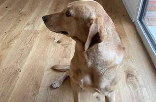 Haus mieten in 22559 Rissen, "Viel Platz für Familie & Freunde in Rissen"