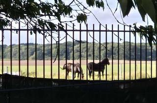 Haus kaufen in 16945 Meyenburg, Ihr Wohn- und/oder Gewerbe(t)raum steht für Sie bereit! 3 Einheiten mit Riesengrundstück