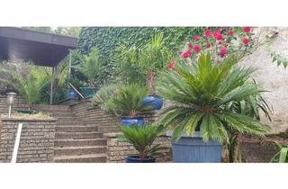 Wohnung mieten in 76530 Ebersteinburg, WG-Zimmer in renovierter Wohnung mit Balkon & Fernblick – Baden-Baden / Ebersteinburg