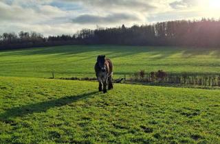 Haus kaufen in 51588 Nümbrecht, Nümbrecht - Ideal zur Pferdehaltung: Fachwerkhofensemble mit 2 Wohnhäusern, Nebengebäuden, großem Offenstall und ca. 1,7 ha Eigenland!
