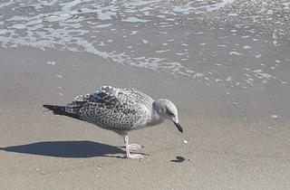Grundstück zu kaufen in 17459 Ückeritz, *Sonneninsel Usedom-Ückeritz* *Baugrundstück*voll erschlossen* 900m vom Ostseestrand* provisionsfrei